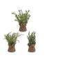 Decorative Plant Plastic (12 x 31 x 12 cm) (12 x 34 x 12 cm)