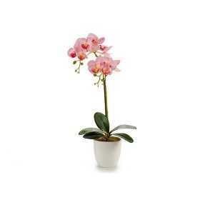 Kruka Orchid Purpur Rosa Lila Vit Plast (51 cm)