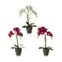 Dekorationspflanze Orchidee 19 x 48 x 24 cm Kunststoff (4 Stück)