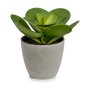 Dekorationspflanze 18 x 18,5 x 18 cm Grau grün Kunststoff (6 Stück)