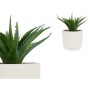 Decorative Plant Succulent Plastic 14 x 18 x 14 cm (12 Units)