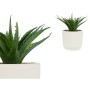Plante décorative Succulent Plastique 14 x 18 x 14 cm (12 Unités)