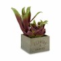 Plante décorative Succulent Bicolore Plastique 15 x 28 x 15 cm (4 Unités)