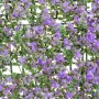 Zaun Lavendel 50 x 50 x 2 cm