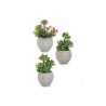 Decorative Plant 16 x 22,5 x 13 cm Ceramic Grey Green Plastic