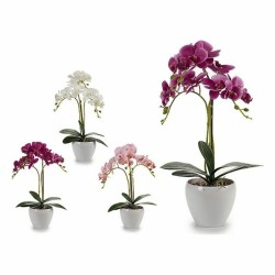 Dekorationspflanze Orchidee