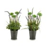 Dekorationspflanze 8430852222176 Lavendel Lila Metall Weiß grün Kunststoff 13 x 40 x 13 cm